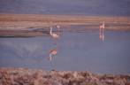 Flamingos na Laguna Chaxa, no deserto do Atacama - Chile